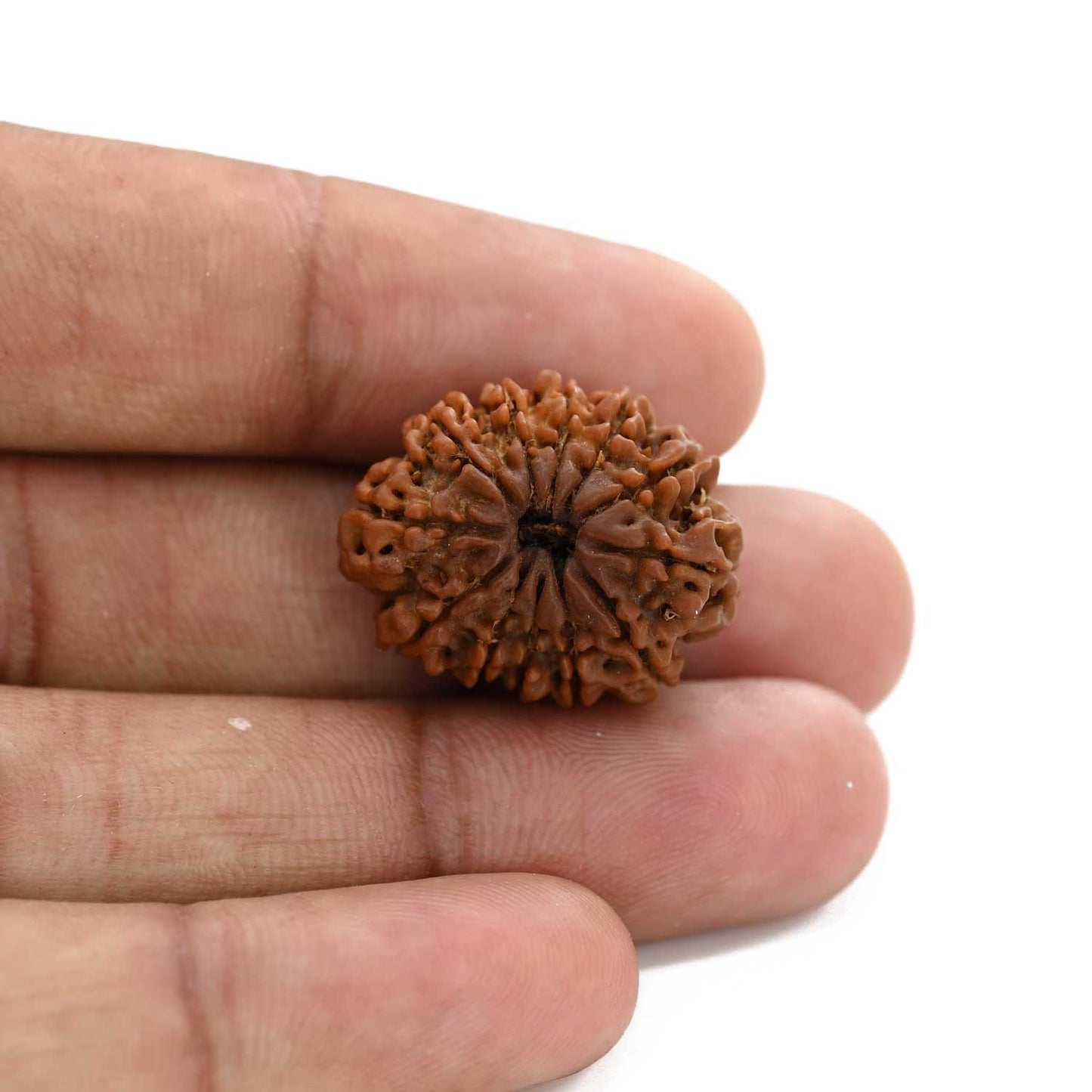 12 Mukhi Rudraksha (Nepal) 23.56 M.M.