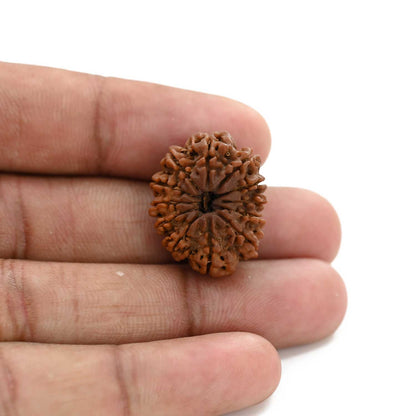 12 Mukhi Rudraksha (Nepal) 23.56 M.M.