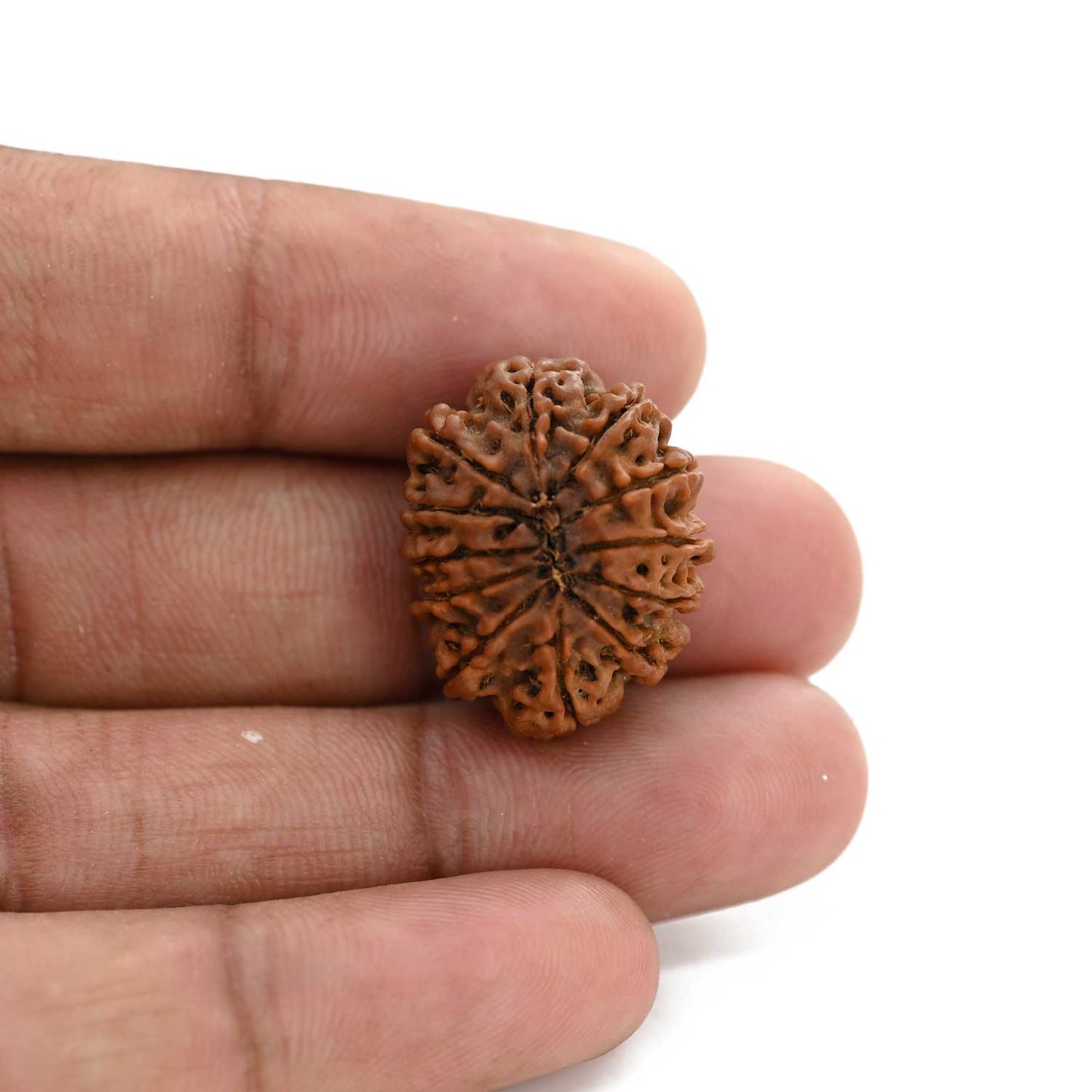 12 Mukhi Rudraksha (Nepal) 23.56 M.M.