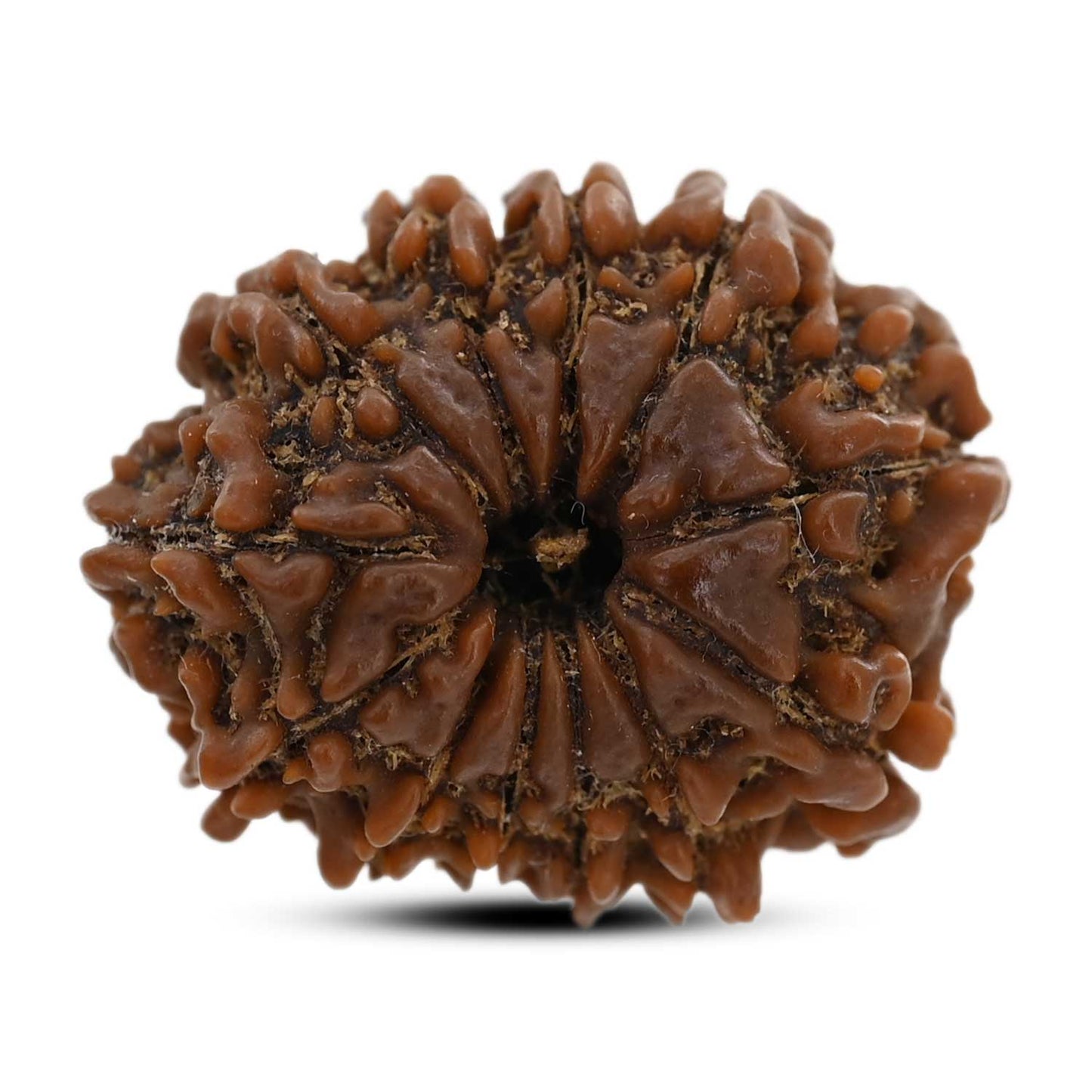 12 Mukhi Rudraksha (Nepal) 23.9 M.M.