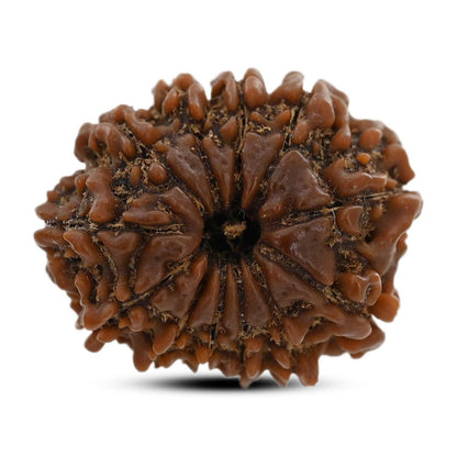 12 Mukhi Rudraksha (Nepal) 23.9 M.M.