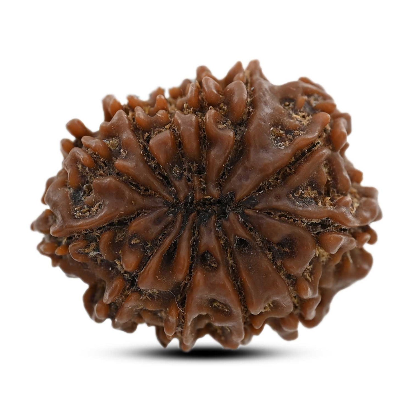 12 Mukhi Rudraksha (Nepal) 23.9 M.M.