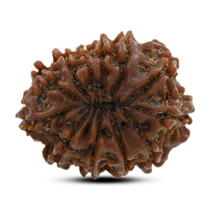 12 Mukhi Rudraksha (Nepal) 23.9 M.M.