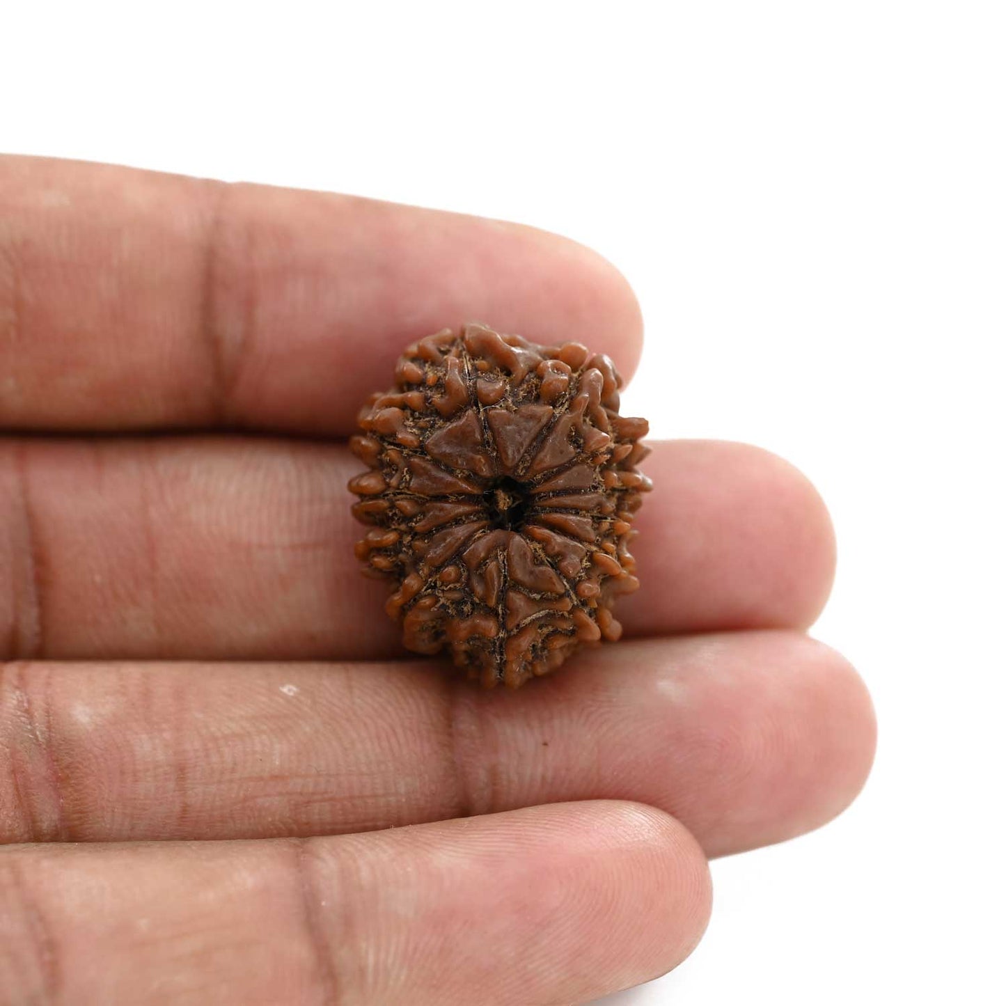 12 Mukhi Rudraksha (Nepal) 23.9 M.M.
