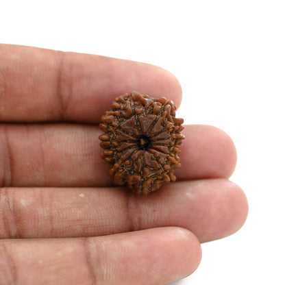 12 Mukhi Rudraksha (Nepal) 23.9 M.M.
