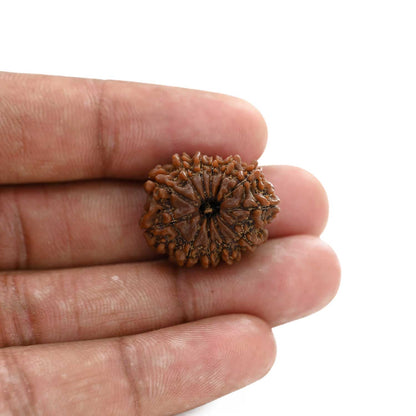 12 Mukhi Rudraksha (Nepal) 23.9 M.M.
