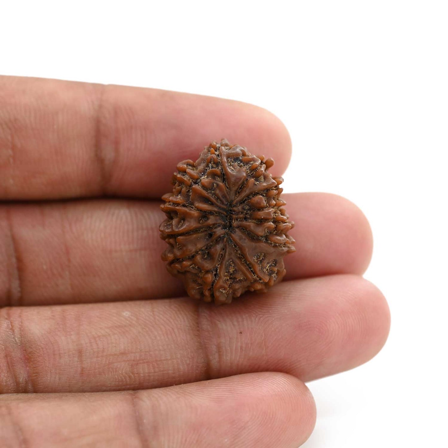 12 Mukhi Rudraksha (Nepal) 23.9 M.M.