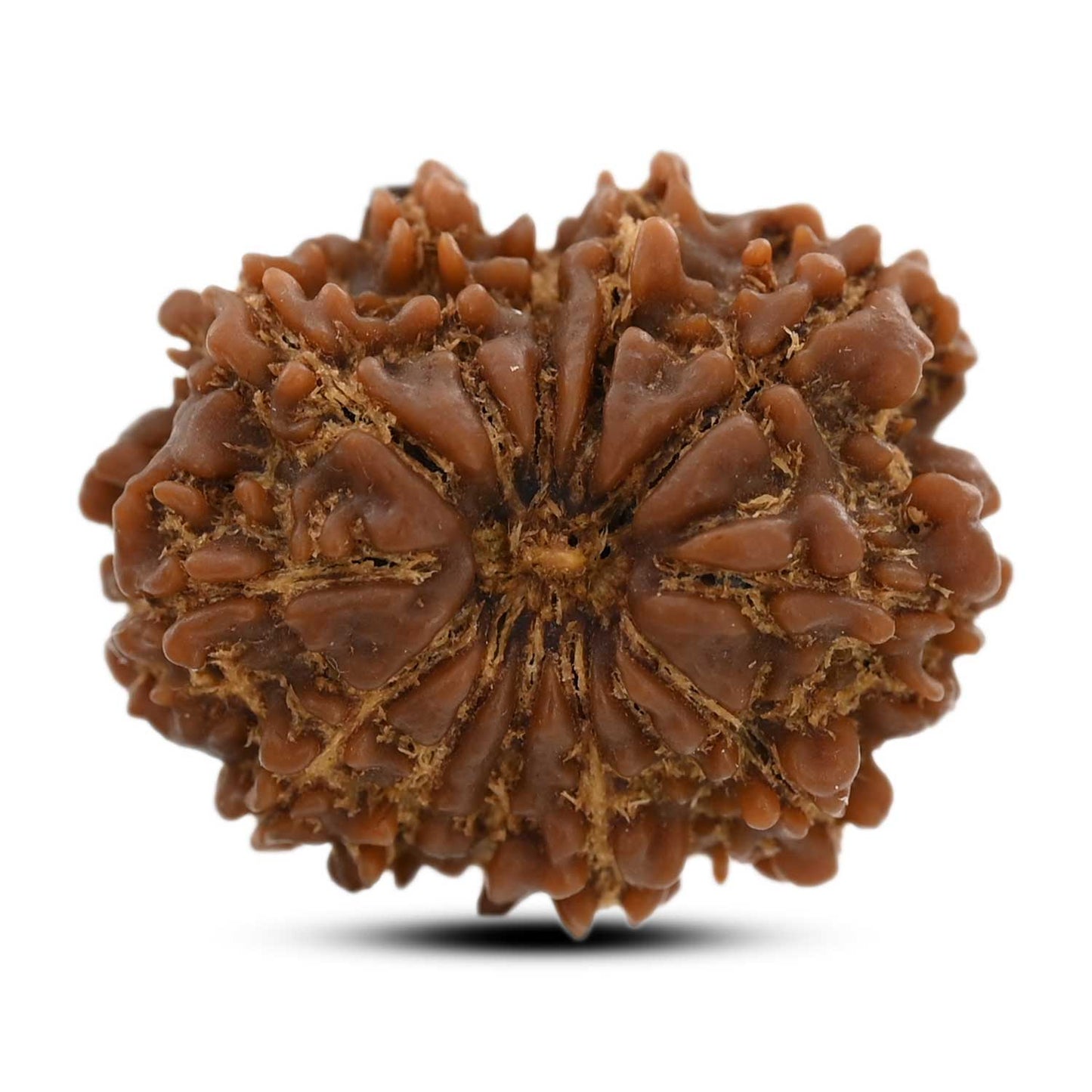 12 Mukhi Rudraksha (Nepal) 23.57 M.M.