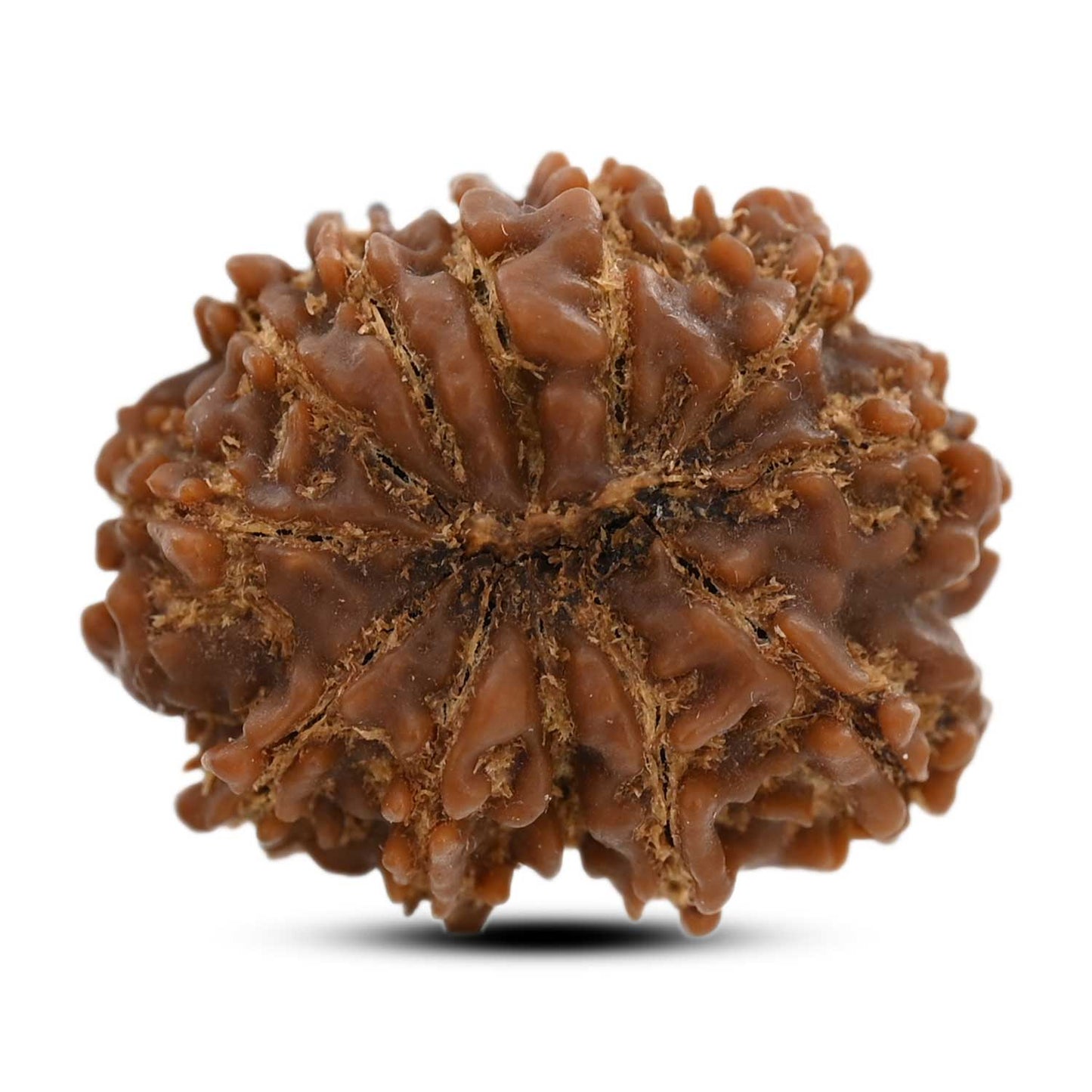 12 Mukhi Rudraksha (Nepal) 23.57 M.M.