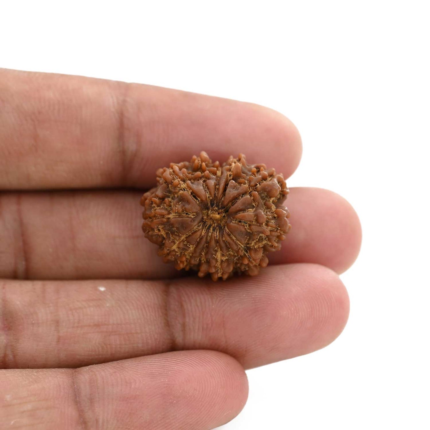 12 Mukhi Rudraksha (Nepal) 23.57 M.M.