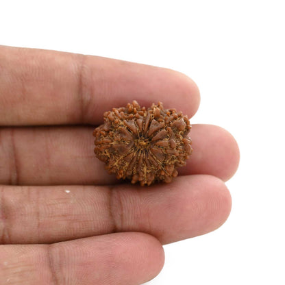 12 Mukhi Rudraksha (Nepal) 23.57 M.M.