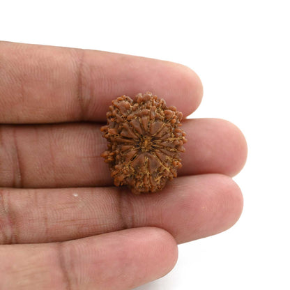 12 Mukhi Rudraksha (Nepal) 23.57 M.M.