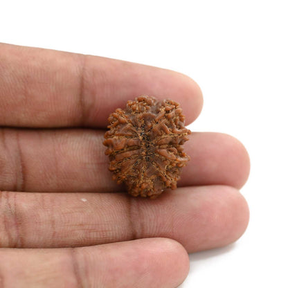 12 Mukhi Rudraksha (Nepal) 23.57 M.M.
