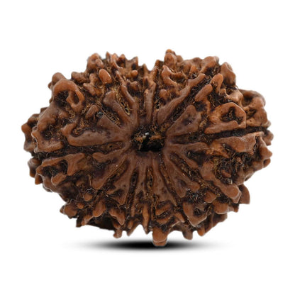 12 Mukhi Rudraksha (Nepal) 24.86 M.M.