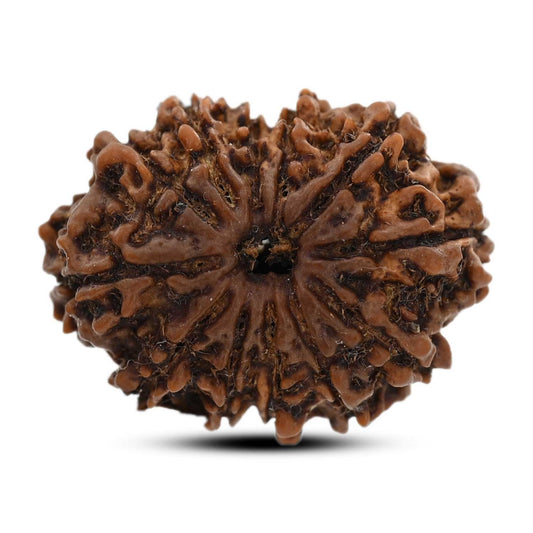 12 Mukhi Rudraksha (Nepal) 24.65 M.M.