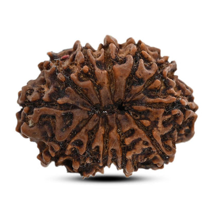 12 Mukhi Rudraksha (Nepal) 24.86 M.M.