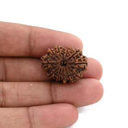 12 Mukhi Rudraksha (Nepal) 24.86 M.M.