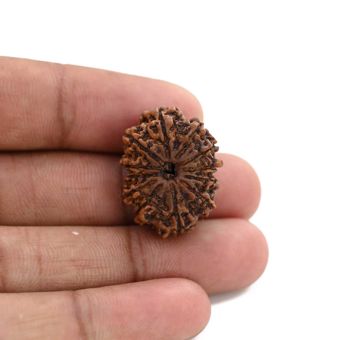 12 Mukhi Rudraksha (Nepal) 24.86 M.M.