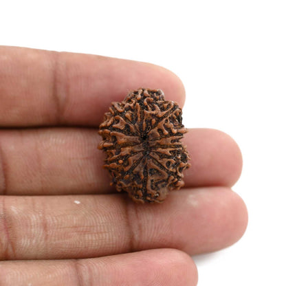 12 Mukhi Rudraksha (Nepal) 24.86 M.M.