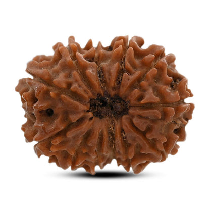 12 Mukhi Rudraksha (Nepal) 21.66 M.M.