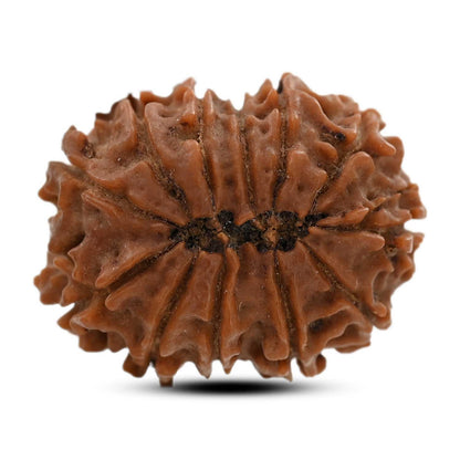 12 Mukhi Rudraksha (Nepal) 21.66 M.M.