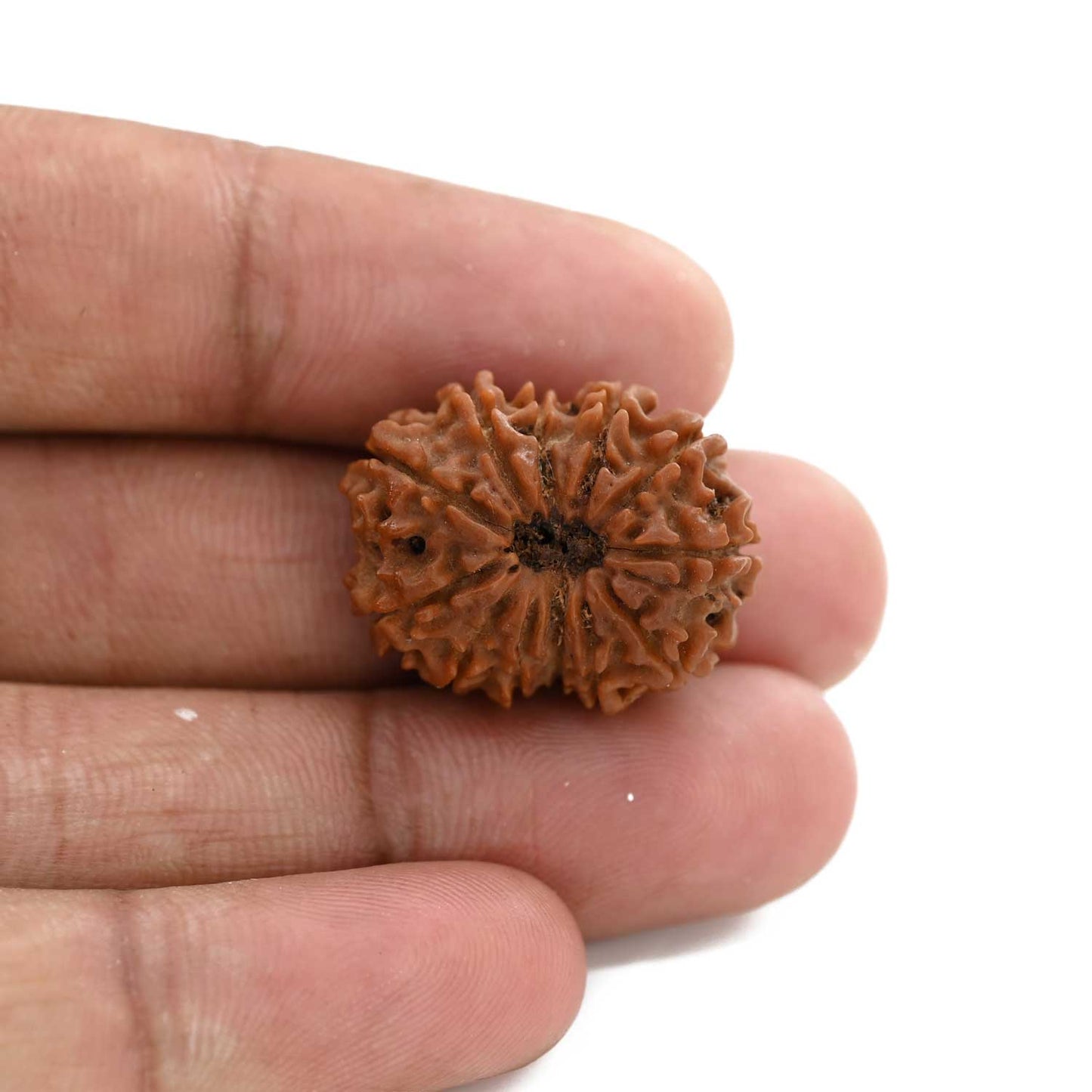 12 Mukhi Rudraksha (Nepal) 21.66 M.M.