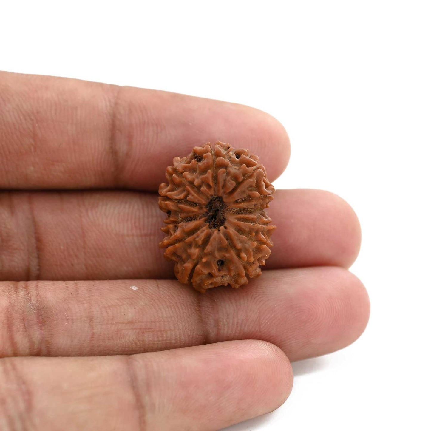 12 Mukhi Rudraksha (Nepal) 21.66 M.M.