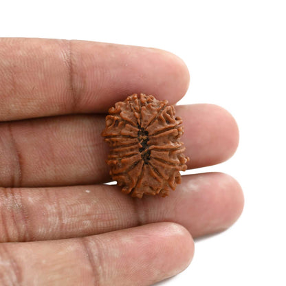 12 Mukhi Rudraksha (Nepal) 21.66 M.M.