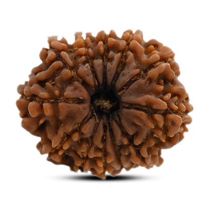 12 Mukhi Rudraksha (Nepal) 21.16 M.M.