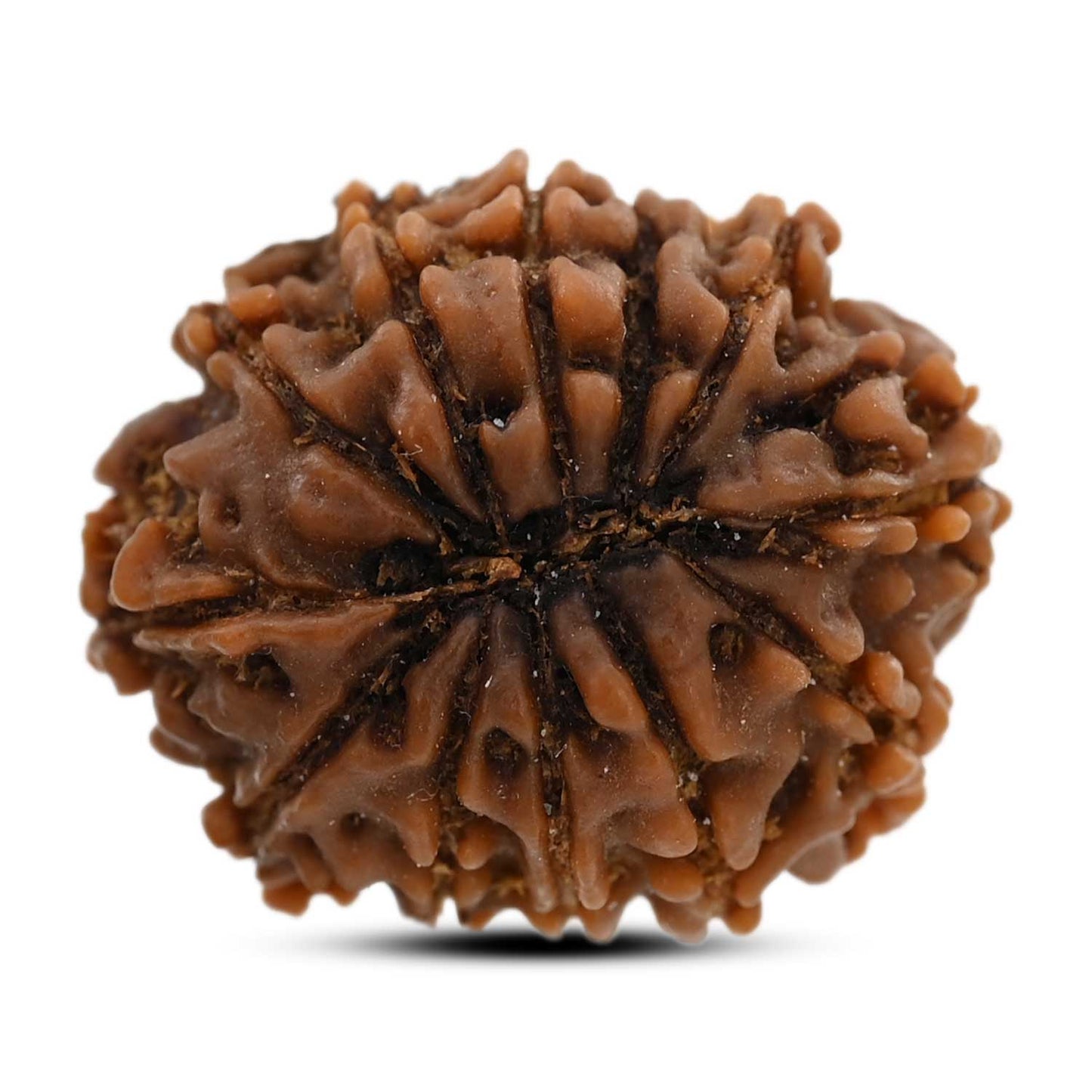 12 Mukhi Rudraksha (Nepal) 21.16 M.M.