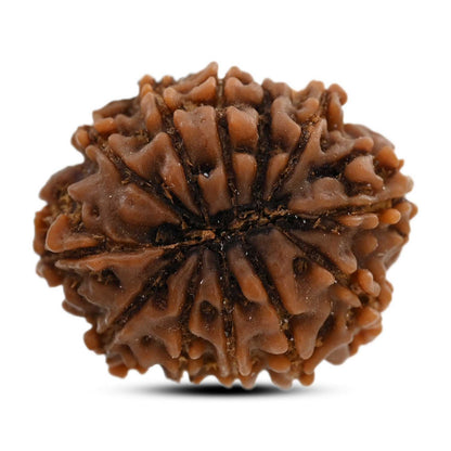 12 Mukhi Rudraksha (Nepal) 21.16 M.M.