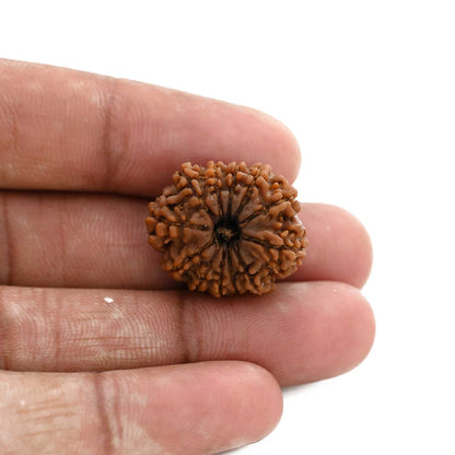 12 Mukhi Rudraksha (Nepal) 21.16 M.M.