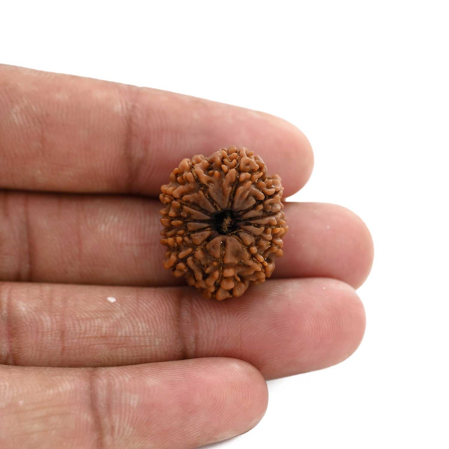 12 Mukhi Rudraksha (Nepal) 21.16 M.M.