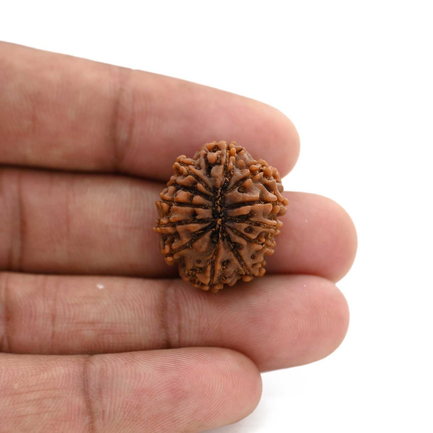 12 Mukhi Rudraksha (Nepal) 21.16 M.M.