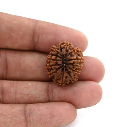 12 Mukhi Rudraksha (Nepal) 21.16 M.M.