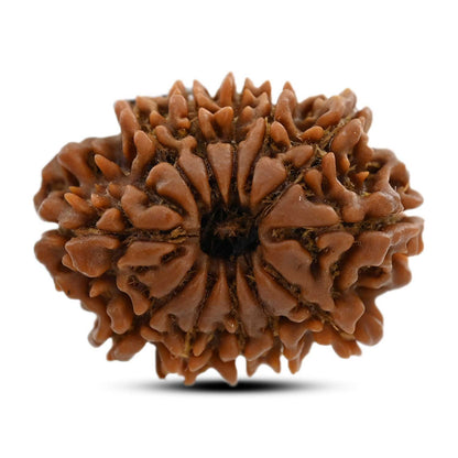 12 Mukhi Rudraksha (Nepal) 23.16 M.M.