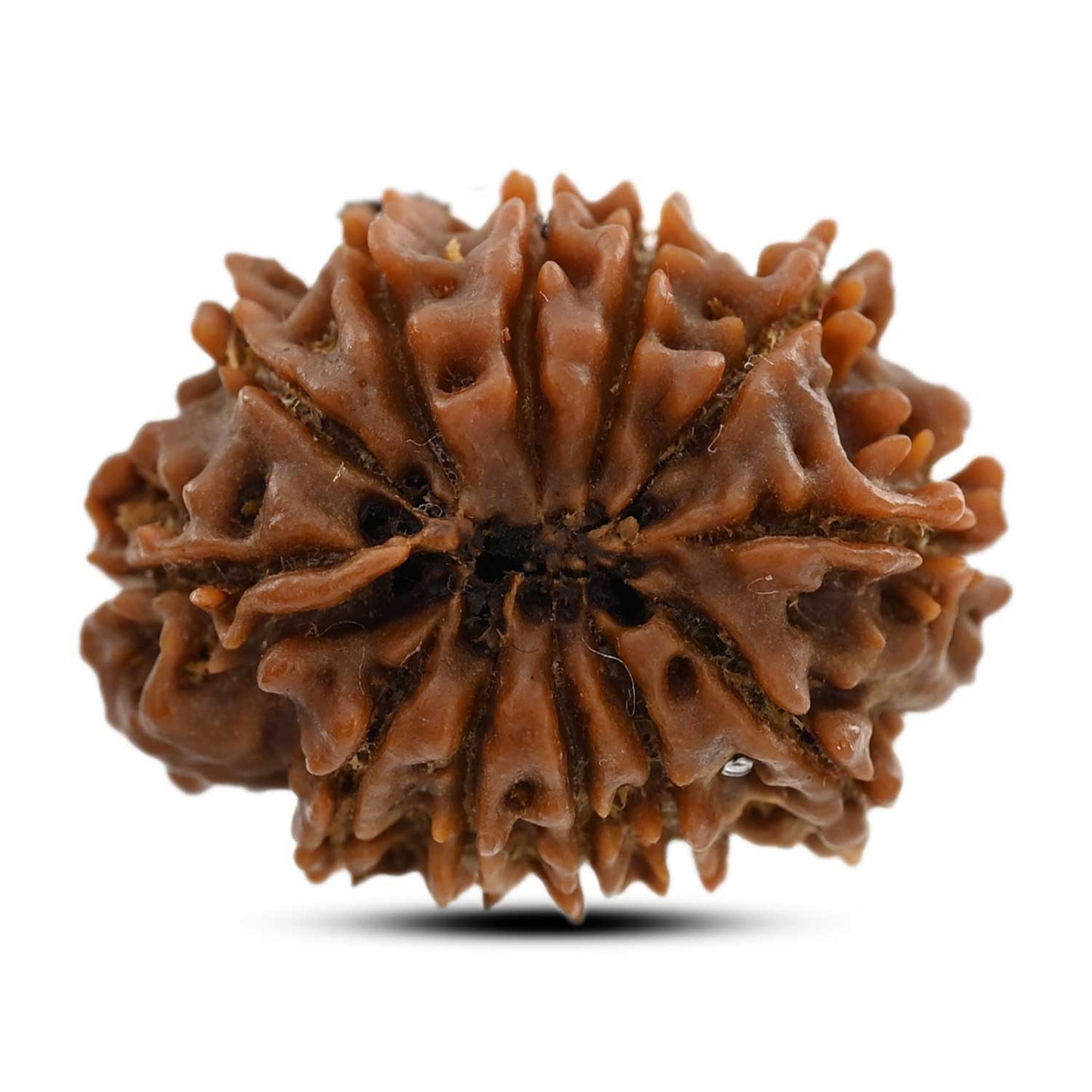 12 Mukhi Rudraksha (Nepal) 23.16 M.M.