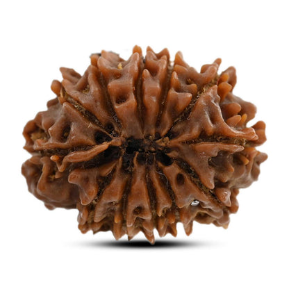 12 Mukhi Rudraksha (Nepal) 23.16 M.M.