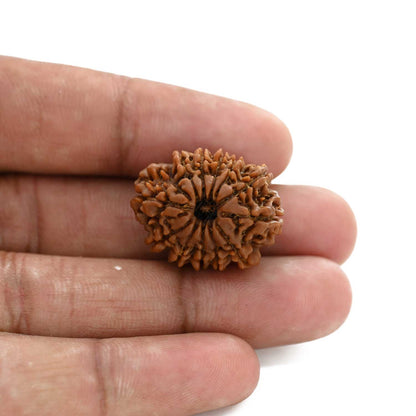 12 Mukhi Rudraksha (Nepal) 23.16 M.M.