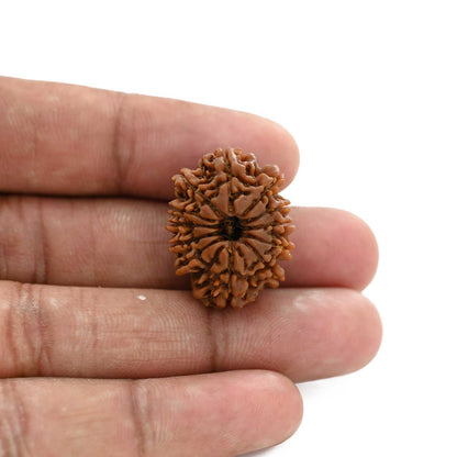 12 Mukhi Rudraksha (Nepal) 23.16 M.M.