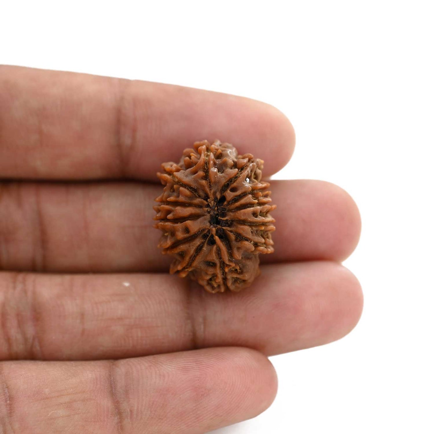 12 Mukhi Rudraksha (Nepal) 23.16 M.M.