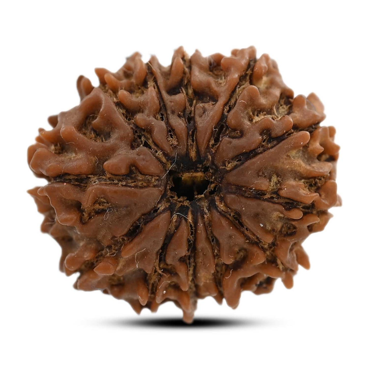 12 Mukhi Rudraksha (Nepal) 23.02 M.M.