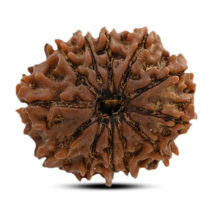 12 Mukhi Rudraksha (Nepal) 23.02 M.M.