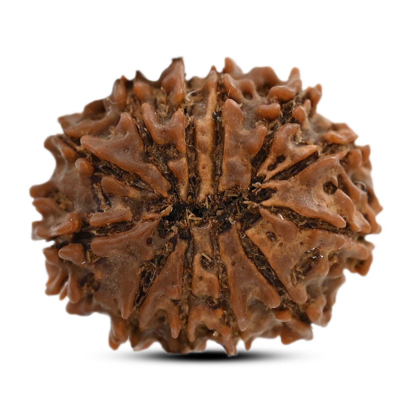 12 Mukhi Rudraksha (Nepal) 23.02 M.M.