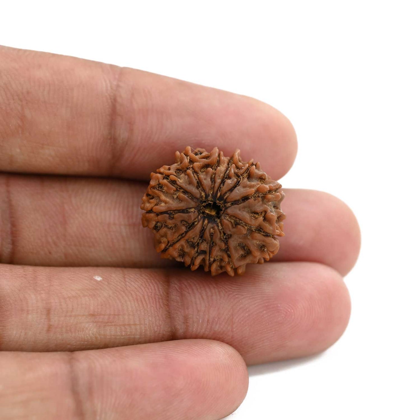 12 Mukhi Rudraksha (Nepal) 23.02 M.M.