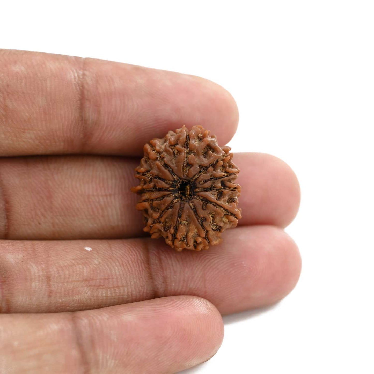 12 Mukhi Rudraksha (Nepal) 23.02 M.M.