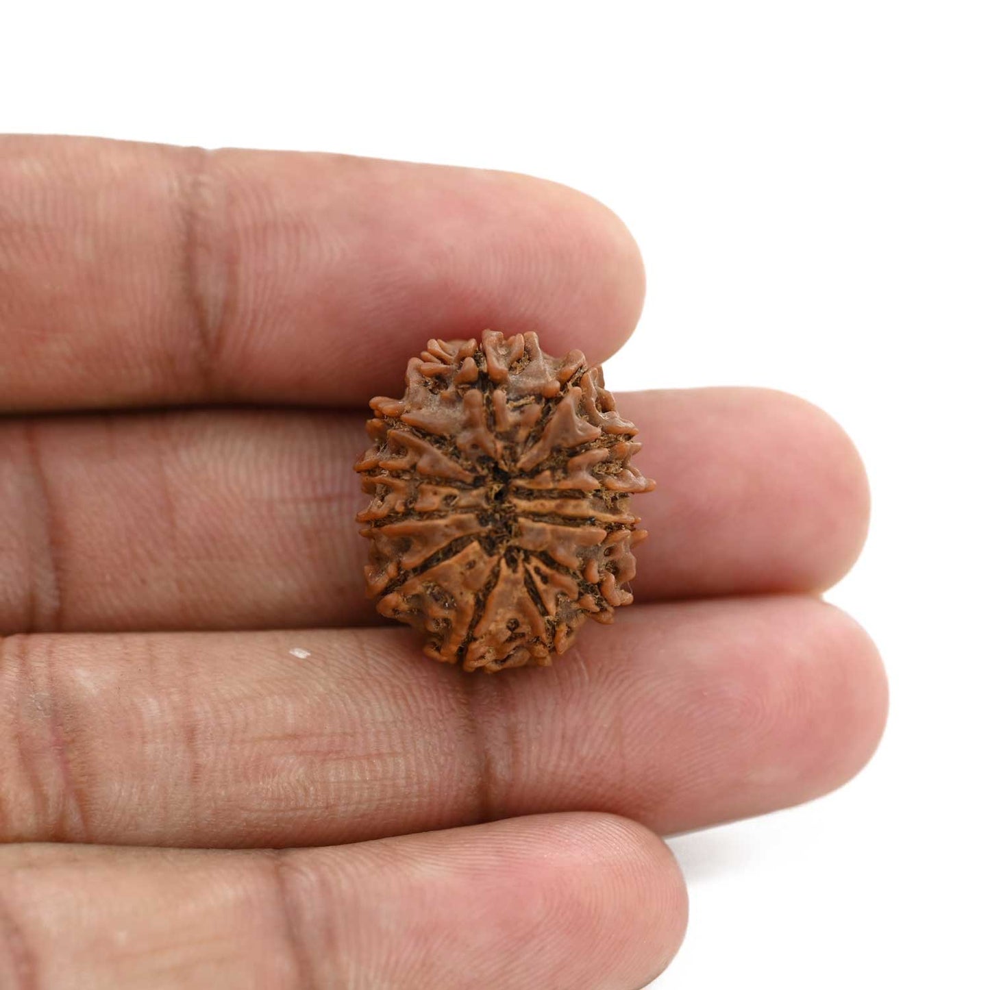 12 Mukhi Rudraksha (Nepal) 23.02 M.M.
