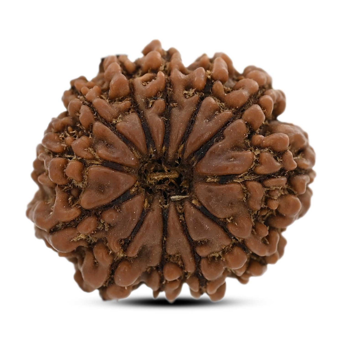 12 Mukhi Rudraksha (Nepal) 23.68 M.M.