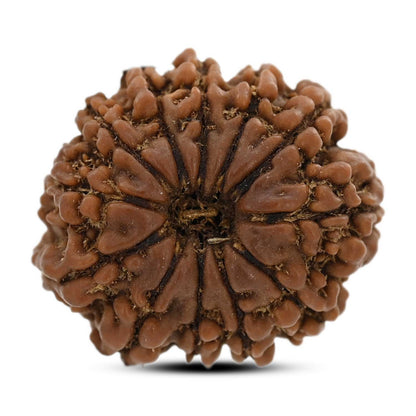 12 Mukhi Rudraksha (Nepal) 23.68 M.M.