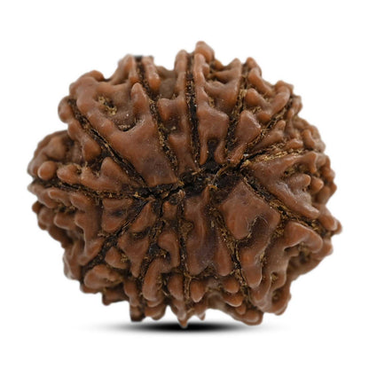 12 Mukhi Rudraksha (Nepal) 23.68 M.M.